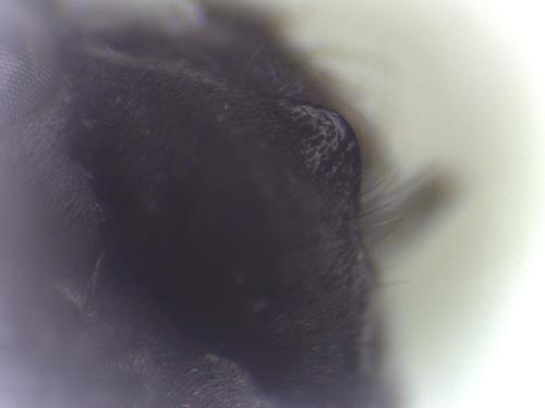 Réf. 333 956 : Auplopus sp.